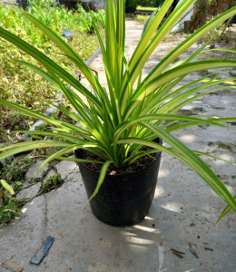 Dứa Vạn Phát