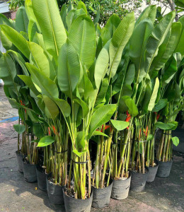 Chuối Mỏ két