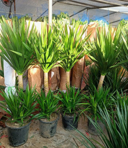 Phát tài núi