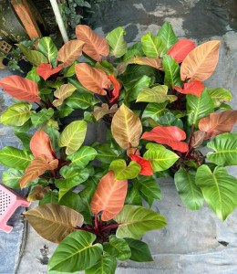 Đại đế đỏ